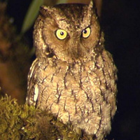 Yungas Screech Owl