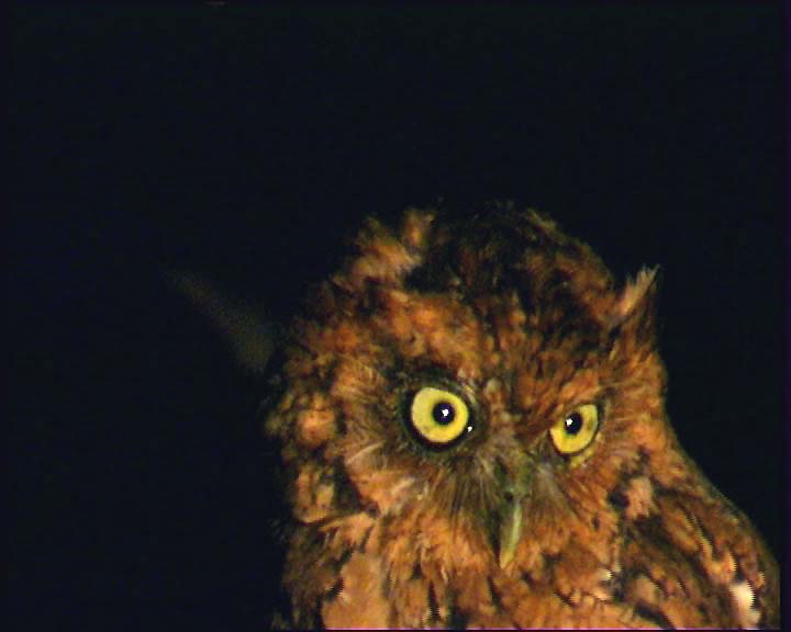 Close facial view of a Yungas Screech Owl by Claus König