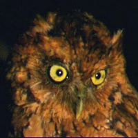 Yungas Screech Owl