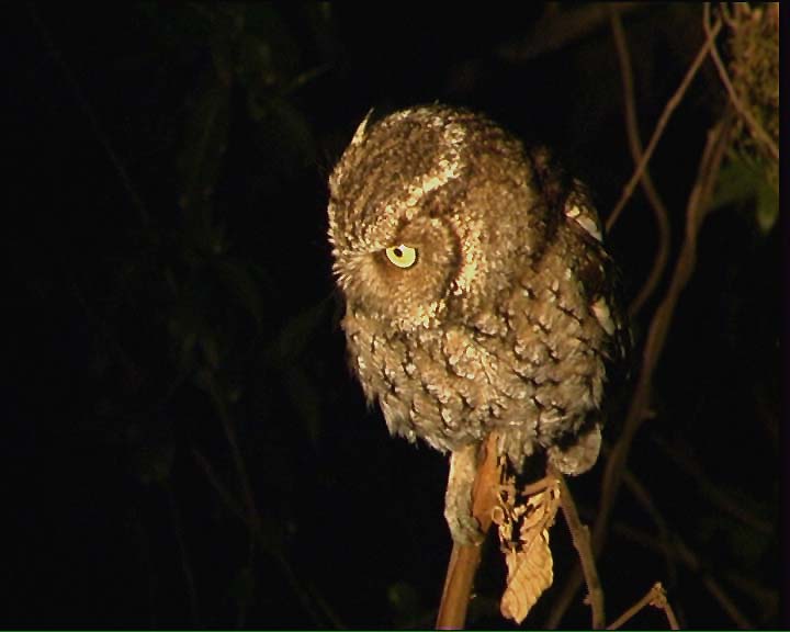 Yungas Screech Owl looking down from a vertical branch by Claus König