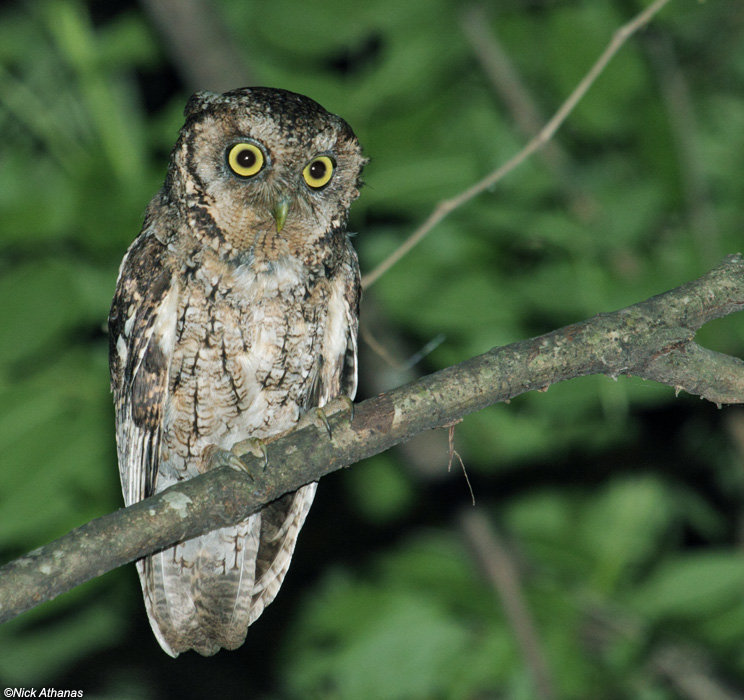 Yungas Screech Owl perched on a branch at night by Nick Athanas