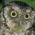 Yungas Screech Owl