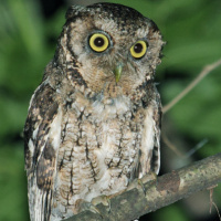 Yungas Screech Owl