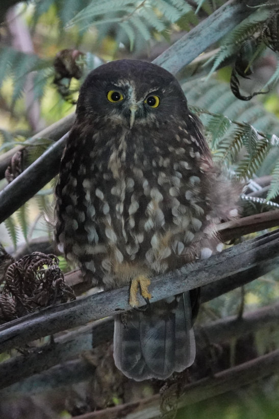 Morepork at roost in bush-land by Deane Lewis