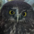 Morepork