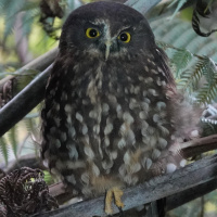 Morepork