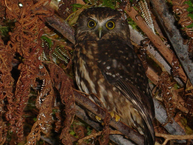 Morepork hides in the dense scrub by Jules Radich