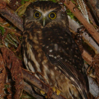 Morepork