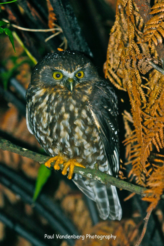 Morepork perched on a thin branch in the scrub by Paul Vandenberg