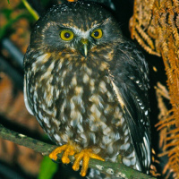 Morepork