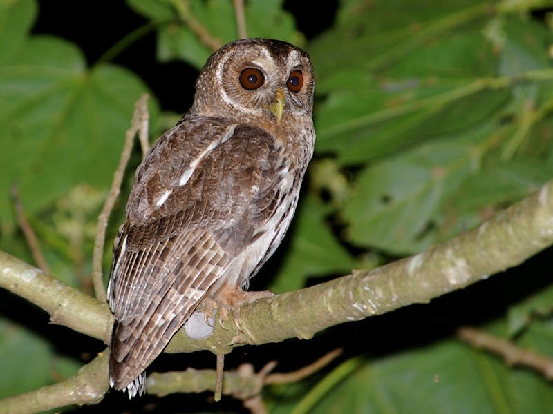 Side view of a Mottled Owl perched on a branch at night by Alan Van Norman