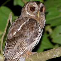 Mottled Owl