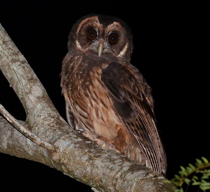 Mottled Owl perched on a thick branch at night by Cal Martins