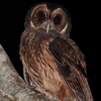 Mottled Owl