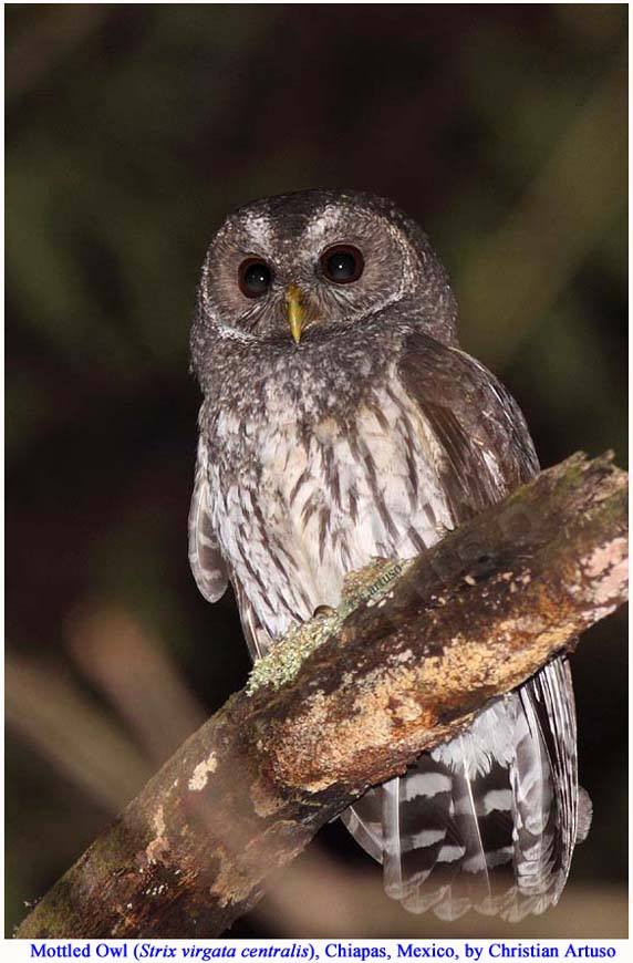 Mottled Owl perched on a branch at night by Christian Artuso