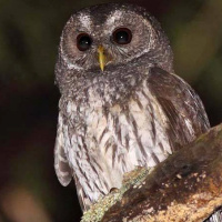 Mottled Owl