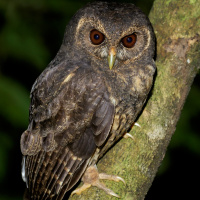 Mottled Owl