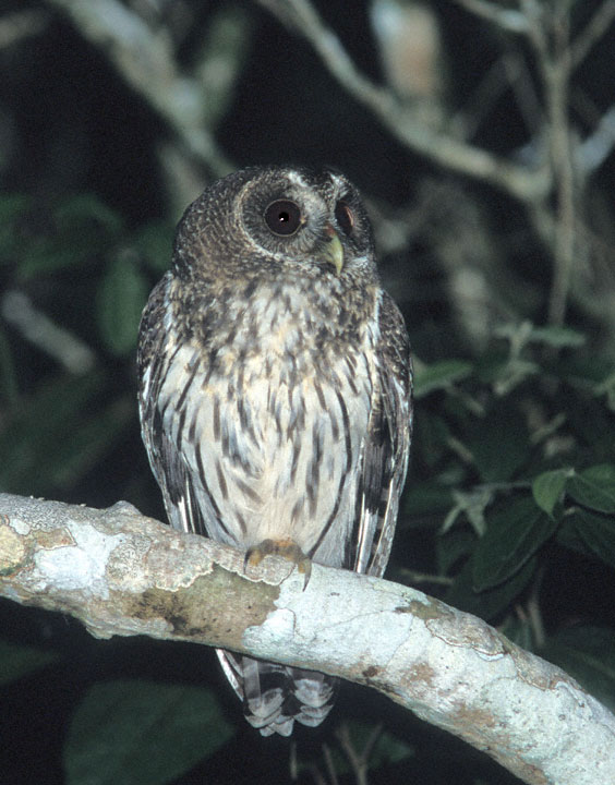 Mottled Owl gazes into the distance from a branch at night by Greg Lasley
