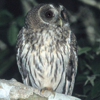 Mottled Owl