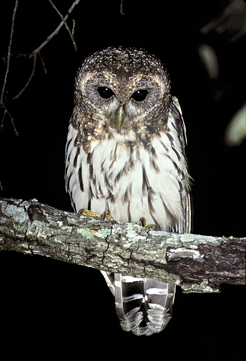 Mottled Owl looks down from a branch at night by Rick & Nora Bowers