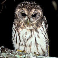 Mottled Owl