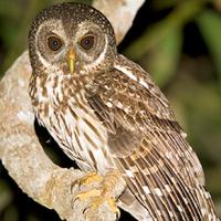 Mottled Owl