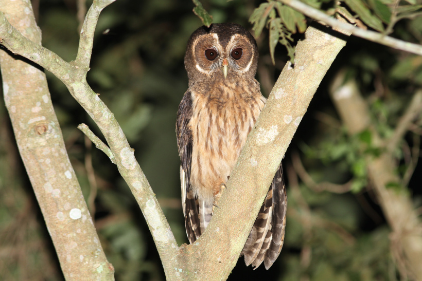 Mottled Owl perched in the fork of a branch at night by Willian Menq