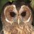 Mottled Owl