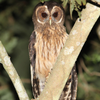 Mottled Owl