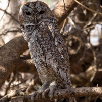 Mottled Wood Owl