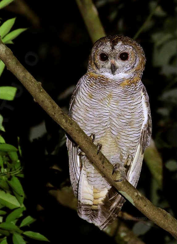 Mottled Wood Owl perched on a branch at night by Christian Artuso