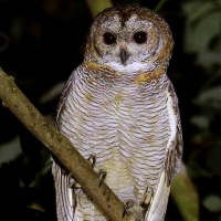 Mottled Wood Owl