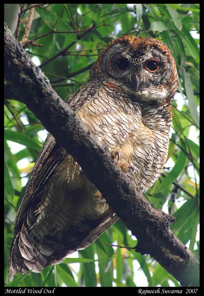 Mottled Wood Owl high up in a tree by Rajneesh Suvarna