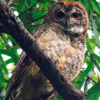 Mottled Wood Owl