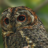 Mottled Wood Owl