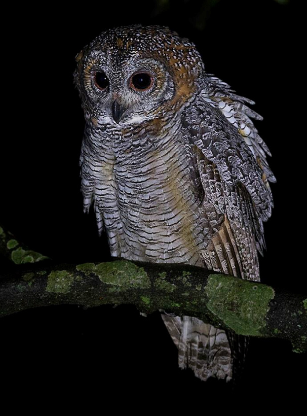 Mottled Wood Owl with ruffled feathers perched on a branch at night by Sarwan Deep Singh
