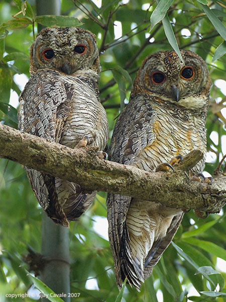 Two Mottled Wood Owls look down from a high branch by Vijay Cavale