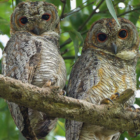 Mottled Wood Owl