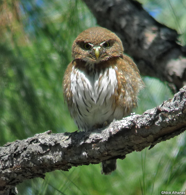 Mountain Pygmy Owl perched on a branch in the sunlight by Nick Athanas