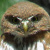 Mountain Pygmy Owl