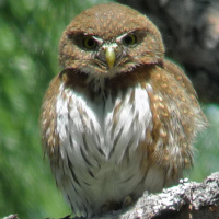 Mountain Pygmy Owl