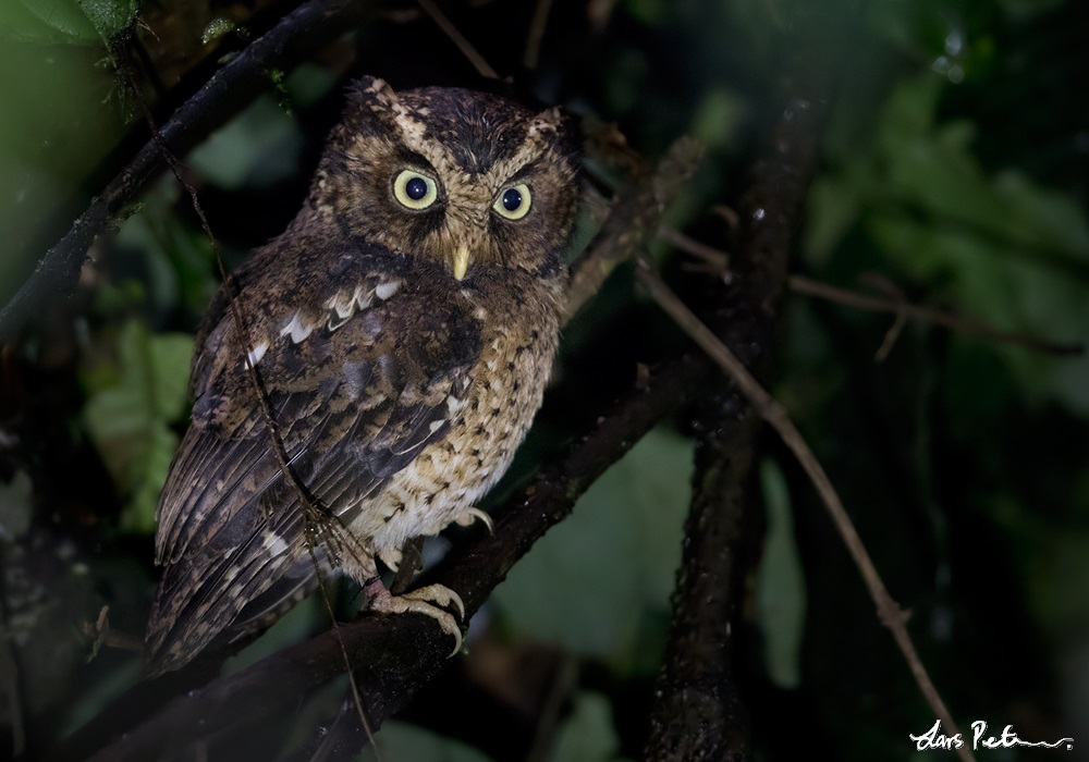 Mountain Scops Owl perched in the foliage at night by Lars Petersson