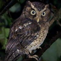 Mountain Scops Owl