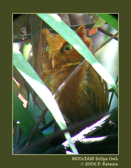 Mountain Scops Owl partially obscured by foliage by Pornthep Katsura