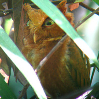 Mountain Scops Owl