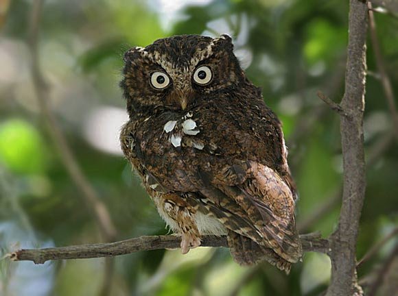 Back view of a Mountain Scops Owl looking back at you by Rob Hutchinson