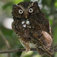 Mountain Scops Owl