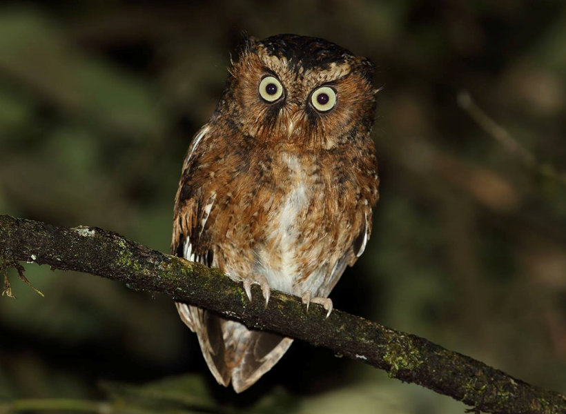 Mountain Scops Owl perched on a branch at night by Rob Hutchinson