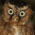 Mountain Scops Owl