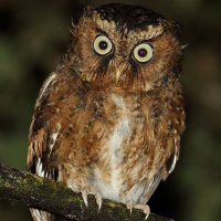 Mountain Scops Owl